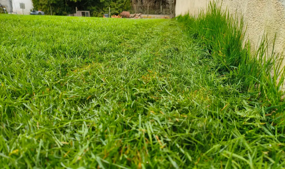 resultat-tonte-bordure-a3-pro-awd