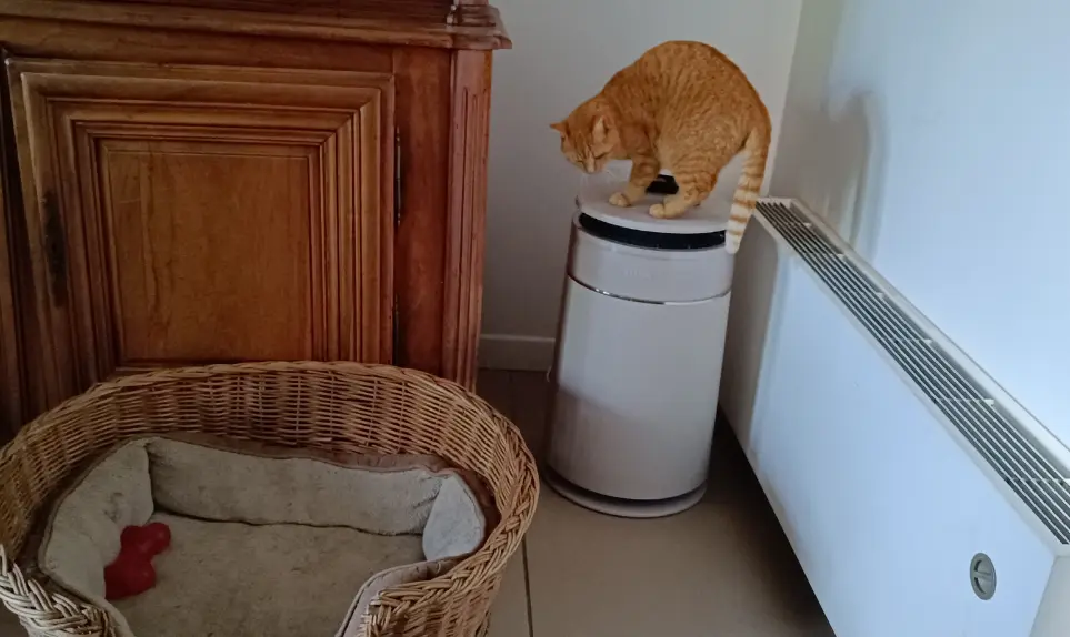 purificateur-air-chat-test-dreame